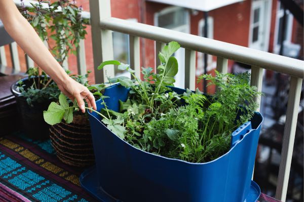 Plantas de Interior: Como Garantir um Ambiente Acolhedor para seu Jardim Urbano
