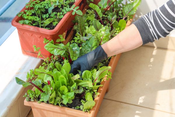 Soluções naturais para manter seu jardim urbano livre de insetos