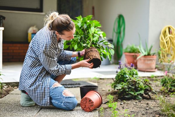 Plantas ornamentais no jardim urbano: dicas de cultivo e decoração