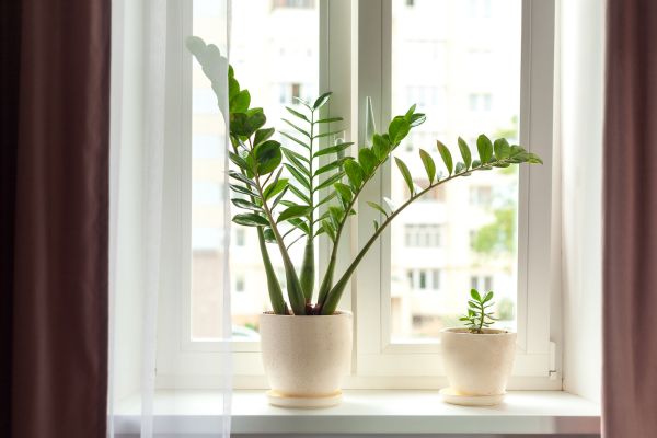 Hidroponia urbana: inovadoras para o cultivo de plantas sem solo