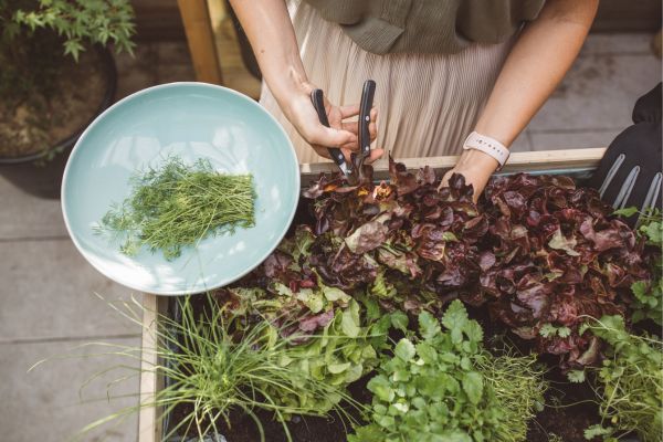 Propagação de plantas: multiplicando sua coleção no jardim urbano