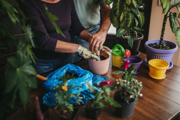 Hortaliças de rápido crescimento para uma horta urbana produtiva   