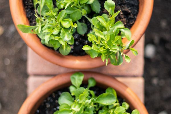 Os 10 tipos de plantas perfeitas para sua horta urbana