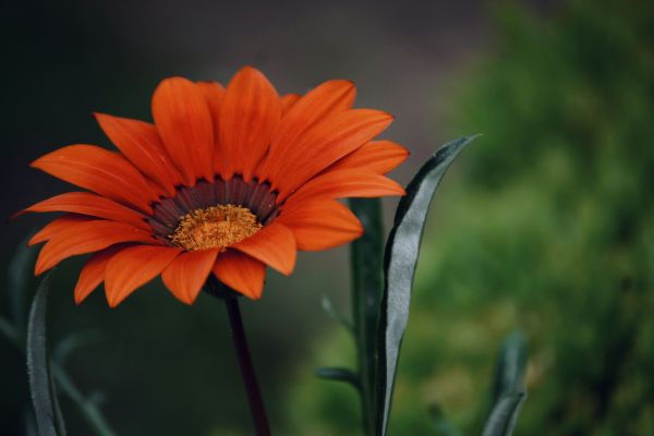 Ideias Criativas de Plantas Exóticas para seu Jardim