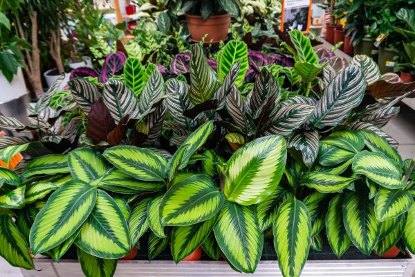 Beleza em Miniatura: Jardins Criativos em Espaços Pequenos que Encantam e Surpreendem