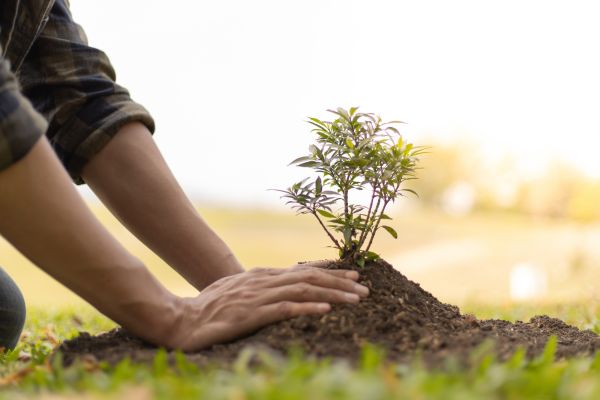 Plantas suculentas para seu jardim urbano