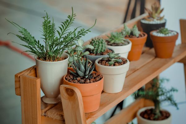 Jardim vertical: um espaço verde em paredes urbanas