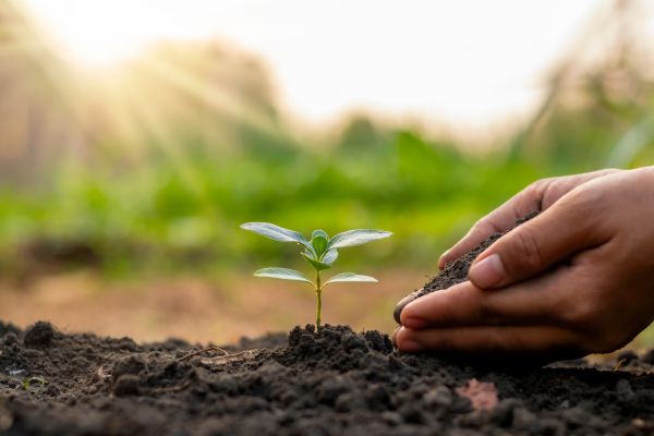 Compostagem vermelha: transformando resíduos de cozinha em adubo de qualidade