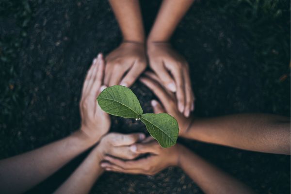 Hortas suspensas: como cultivar vegetais em espaços limitados no ambiente urbano