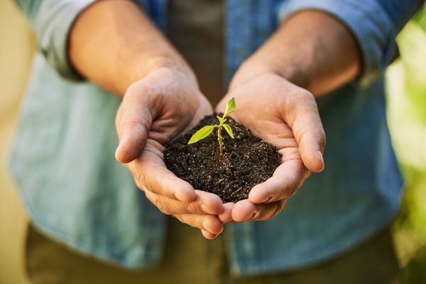 Jardinagem sustentável: práticas ecológicas