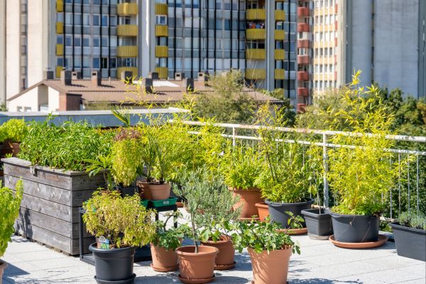 Jardins Nativos Urbanos: Promovendo a Biodiversidade e Conexão nas Cidades