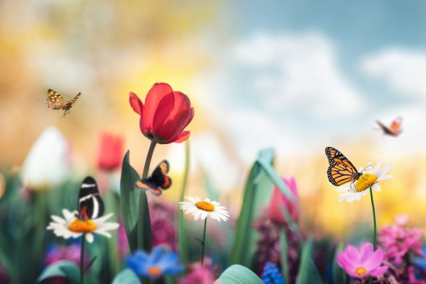 Jardins de Borboletas: Atraindo Beleza Alada para seu Espaço Urbano