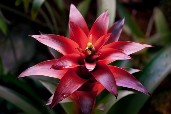 Plantas Tropicais para Transformar seu Jardim Urbano em um Paraíso Exótico