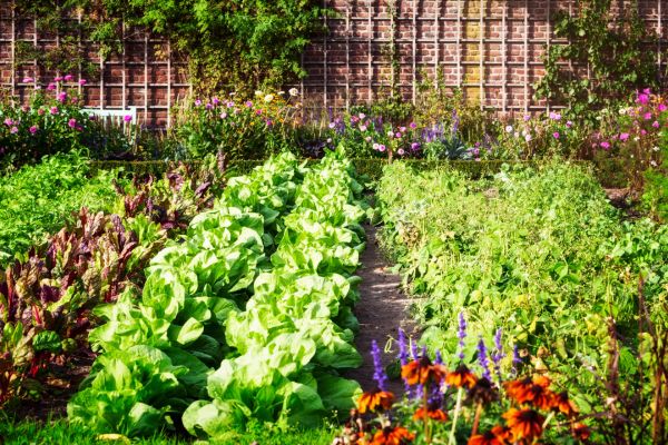 Jardinagem Comestível: Vegetais no Paisagismo