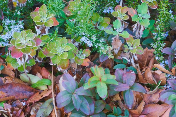 Jardins de inverno: como criar um refúgio verde em casa