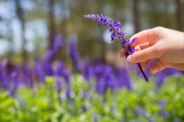 Aromaterapia no Jardim: Plantas para Óleos Essenciais