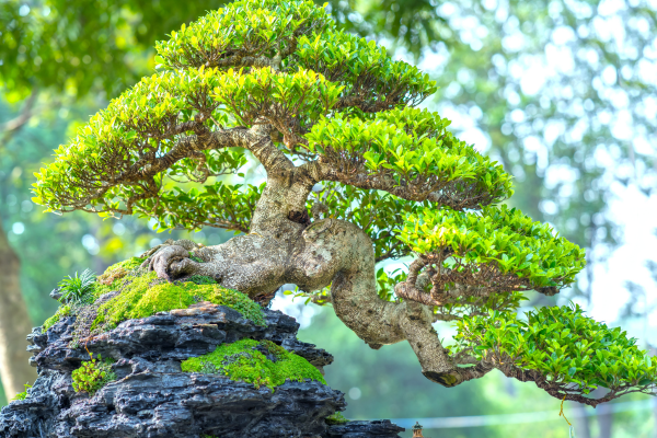 Cultivo de Bonsai: Um Guia Passo a Passo 