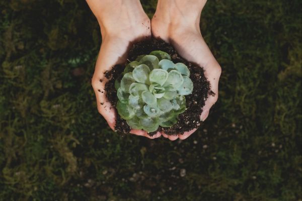 Plantas suculentas: dicas de cuidado e propagação