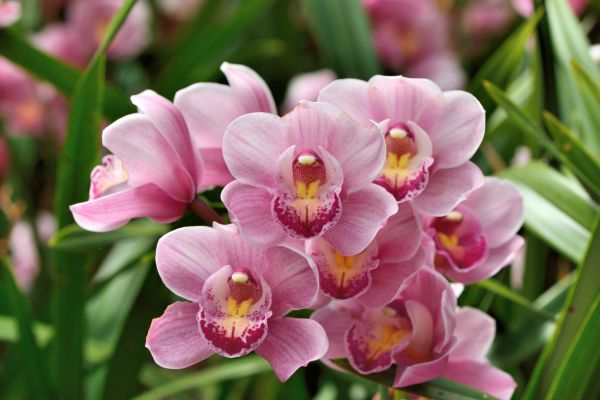 Cuidados com orquídeas: guia para iniciantes